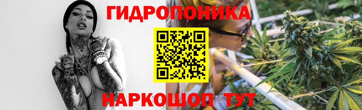 Бошки марихуана планчик  Конопля OG Kush  Вход с VPN  Марихуана план  Сегежа  Каннабис ГИДРОПОН 